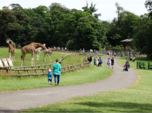 Fota Wildlife